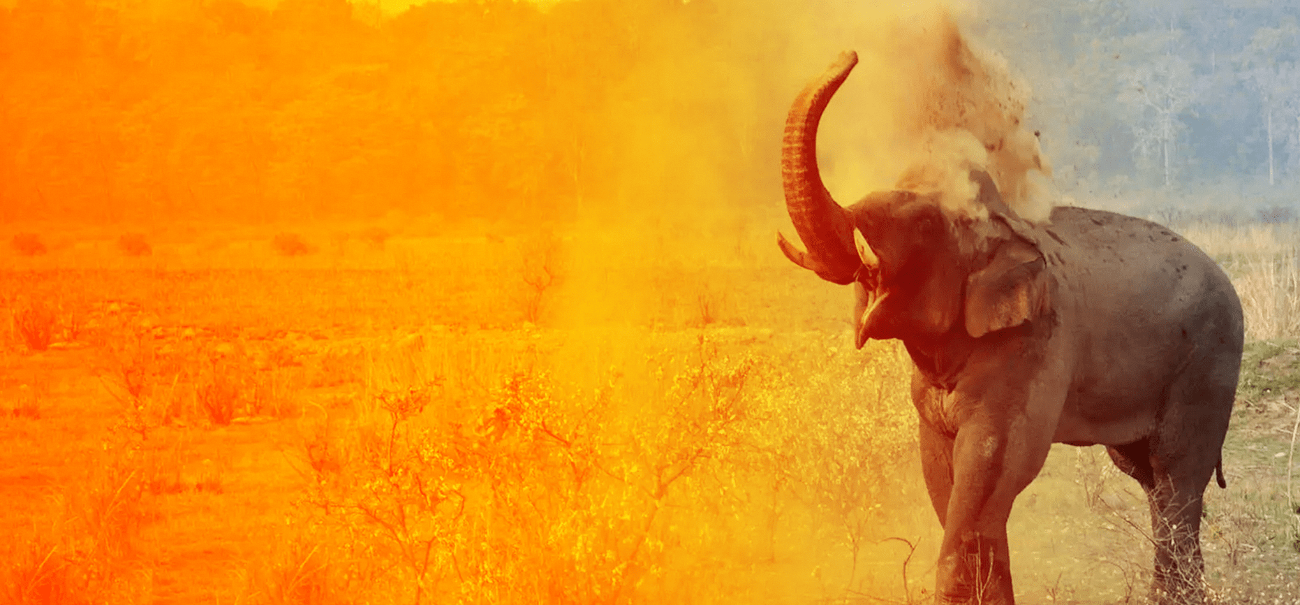 Explore the Wildlife of Bihar