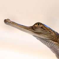 Gharial Recovery Program